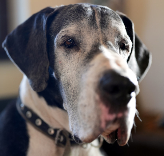 Deutsche Doggen Indra