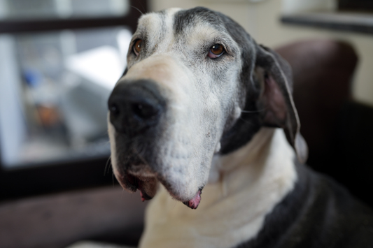 Deutsche Dogge 14 Monate alt