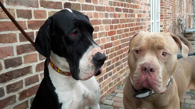 deutsche dogge - schwarz - charakter