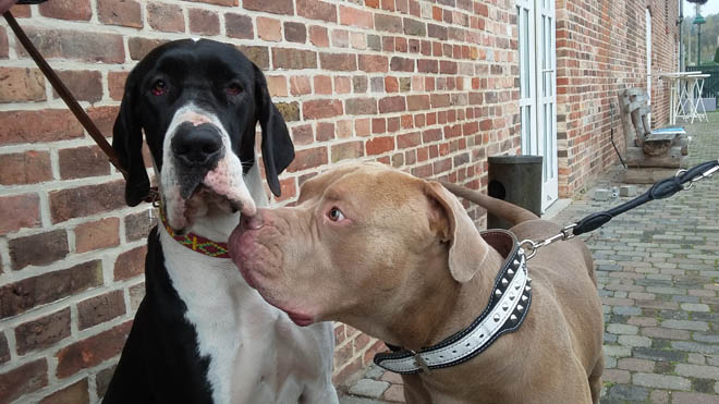deutsche dogge - schwarz - charakter