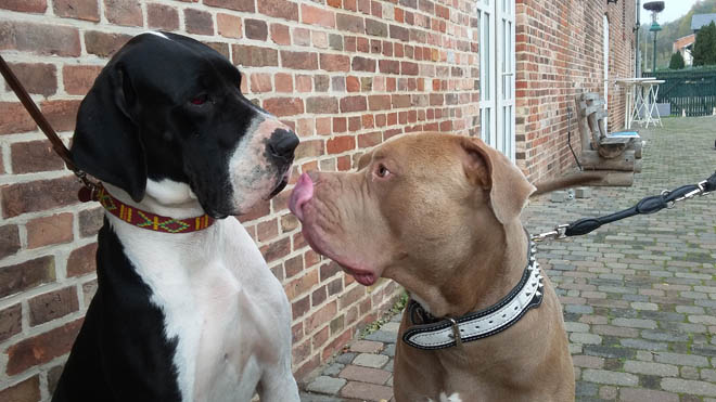 deutsche dogge - schwarz - charakter