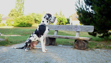 Deutsche Dogge Harlekin Ruede