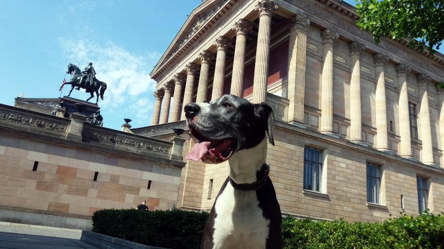 Deutsche Dogge  Indra vom Gehrensee