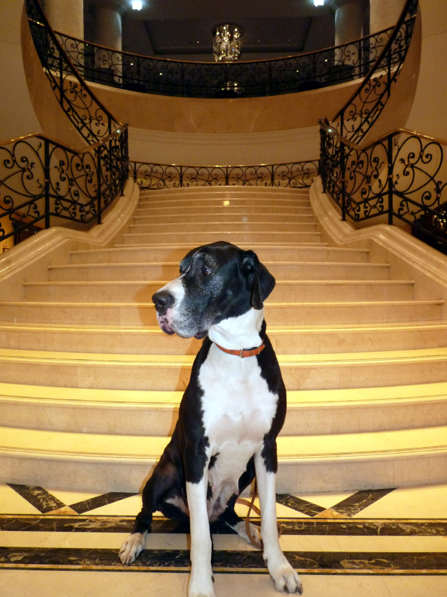 Seniordogge Indra im Ritz-Carlton Berlin Seniordogge Indra im Ritz Carton Berlin