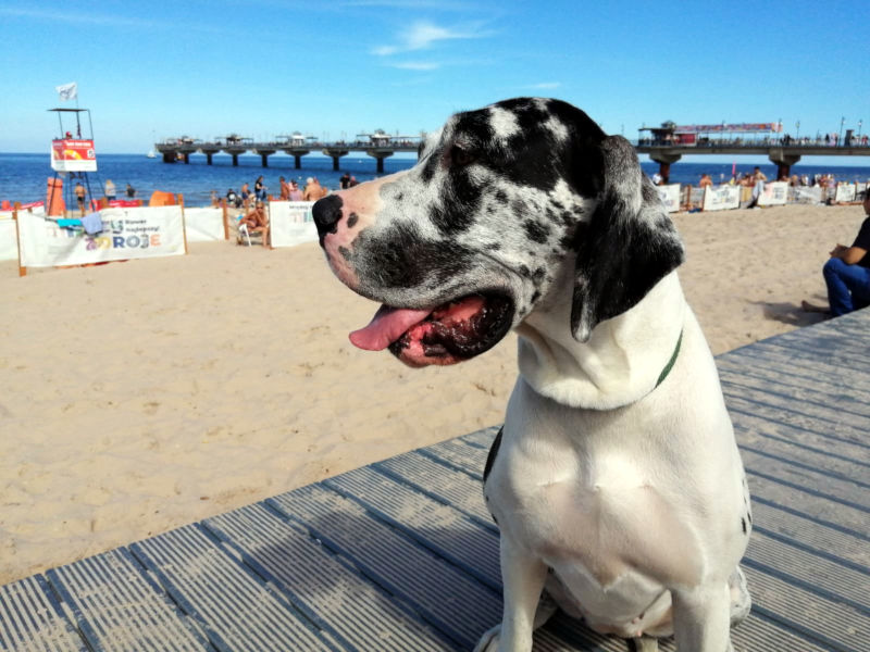 Deutsche Dogge an der Ostsee