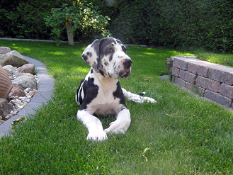 Deutsche Dogge Harlekin Welpe