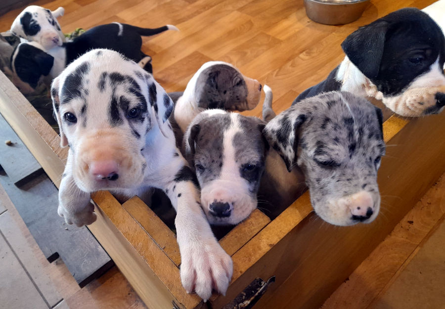 Harlekin - Doggenwelpen