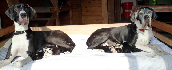 J-Wurf mit 11 Doggenwelpen