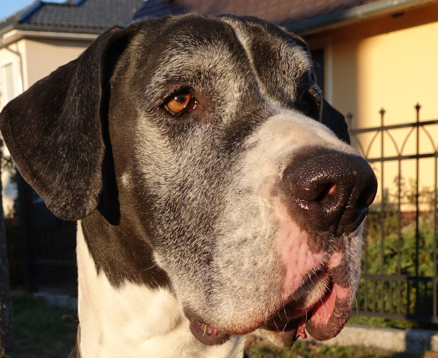 Seniordogge Indra vom Gehrensee Deutsche Dogge Indra