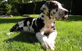 Doggenwelpe Josef