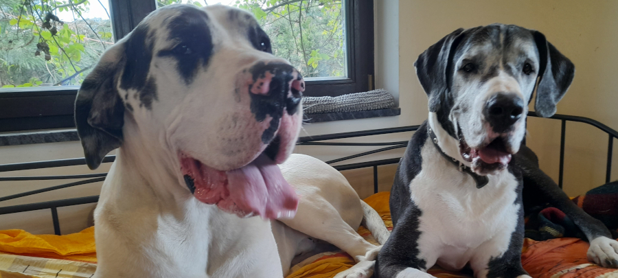 Doggenruede Nino mit seiner Urgroßmutter Indra Deutsche Dogge Nino mit Urgroßmutter Indra