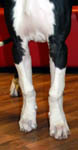 >Doggenwelpe L&auml;ufe