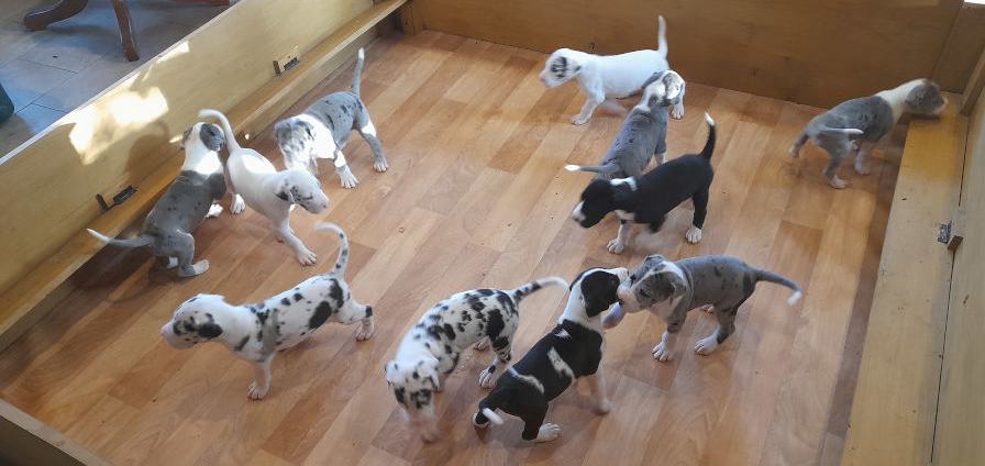 Deutsche Doggen M-Wurf vom Gehrensee Gina mit Hektor