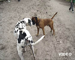 YouTube-Video