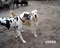 YouTube-Video