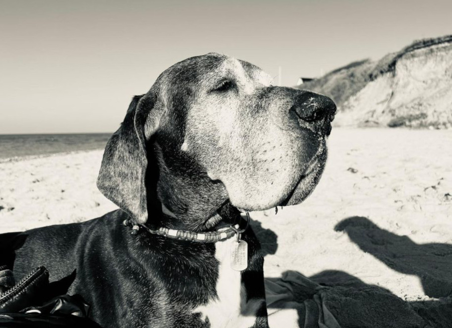 Seniordogge Jara vom Gehrensee Deutsche Dogge Jara vom Gehrensee