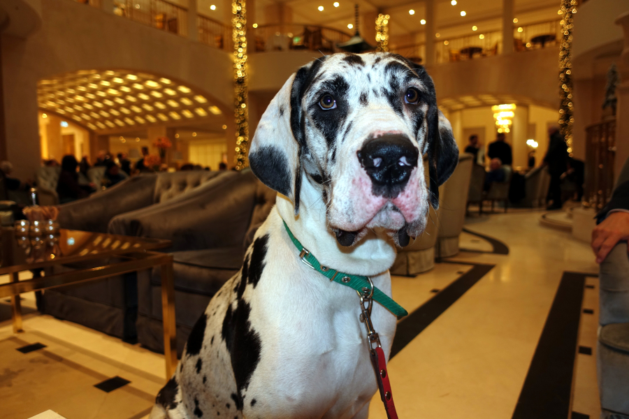 Deutsche Dogge Lena / Junghündin Deutsche Dogge Lena